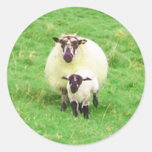Irish Sheep Stickers