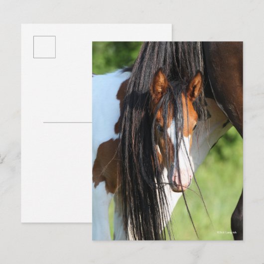 Irish Sport Horse Foal Hiding under Tail Briefkaart (Voorkant / Achterkant)
