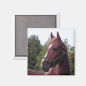 Irish Stallion Magnet Magneet (Voorkant / Achterkant)
