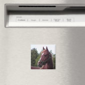 Irish Stallion Magnet Magneet (Insitu (Vaatwasser))