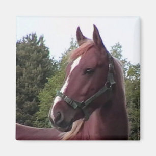 Irish Stallion Magnet Magneet