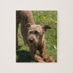 Irish Terrier Yoga Legpuzzel