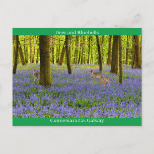 Irish Wildlife Briefkaart