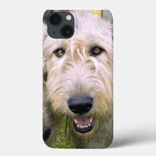 Irish Wolfhound-foto iPhone 13 Hoesje