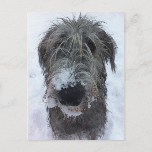 irish wolfhound playing in the snow briefkaart (Voorkant)