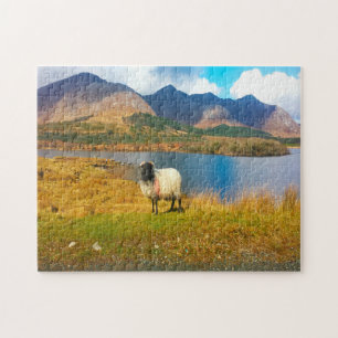 Irish Wooly Sheep Galway Ireland Legpuzzel
