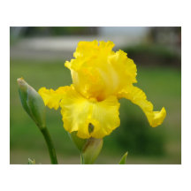 IRISSEN Gele Iris Bloemen Kunst Prints Posters