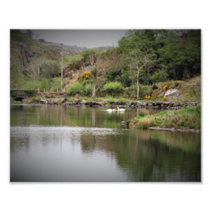 Irlande, Comté Cork, Lac, Cygnes, Photographie
