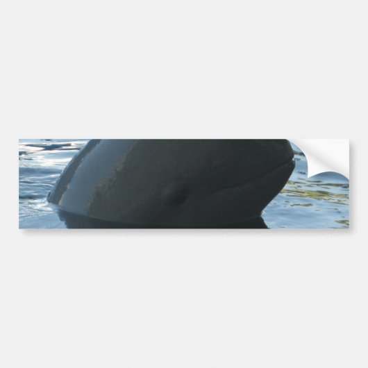 Irrawaddy Dolphin Peek-A-Boo Bumpersticker (Voorkant)