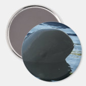 Irrawaddy Dolphin Peek-A-Boo Magneet (Voorkant / Achterkant)