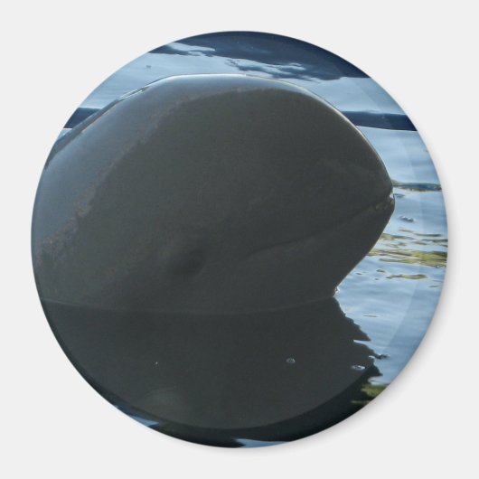 Irrawaddy Dolphin Peek-A-Boo Magneet (Voorkant)