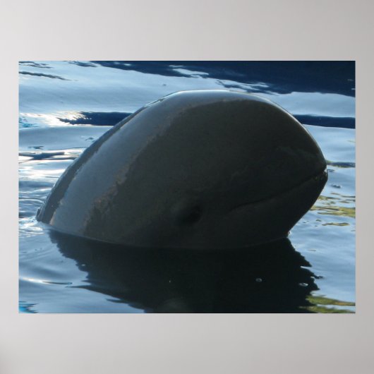 Irrawaddy Dolphin Peek-A-Boo Poster (Voorkant)