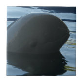 Irrawaddy Dolphin Peek-A-Boo Tegeltje (Voorkant)