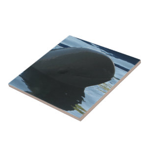 Irrawaddy Dolphin Peek-A-Boo Tegeltje