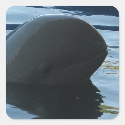 Irrawaddy Dolphin Peek-A-Boo Vierkante Sticker (Voorkant)