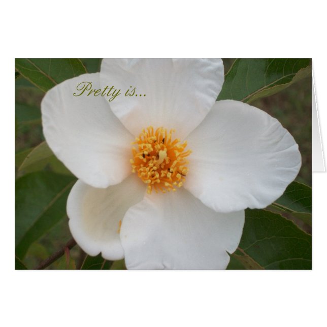  is (Voorkant Horizontaal)