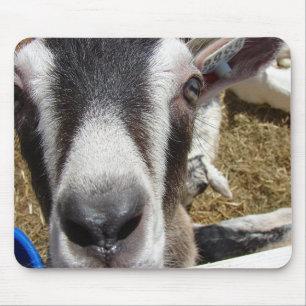 Is dat cameravoedsel? muismat