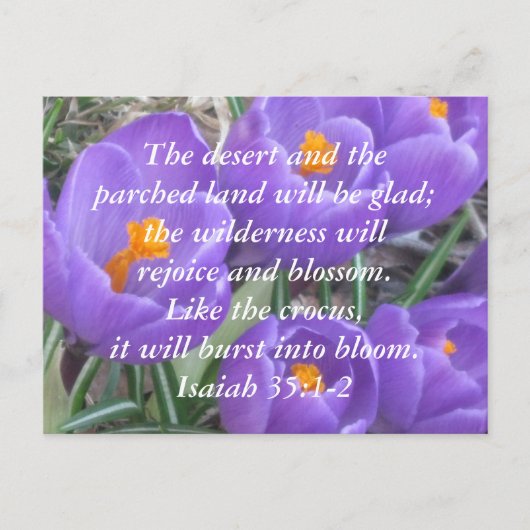 Isaiah 35:1-2 ~ The Crocus Briefkaart (Voorkant)