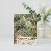 Isla Passavera, Chamela, Mexico Briefkaart (Staand voorkant)