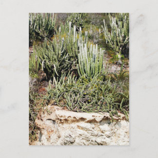 Isla Passavera, Chamela, Mexico Briefkaart