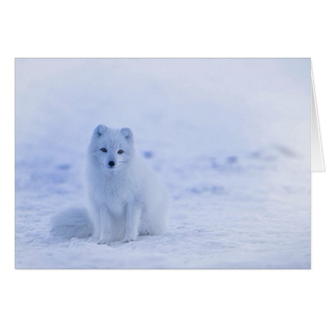 Islande Renard arctique (Devant horizontal)