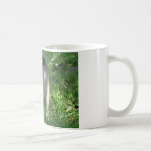 Islandhund Koffiemok