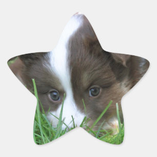 Islandhund Ster Sticker