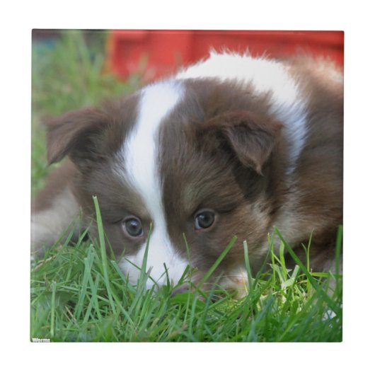 Islandhund Tegeltje (Voorkant)