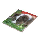 Islandhund Tegeltje (Zijkant)