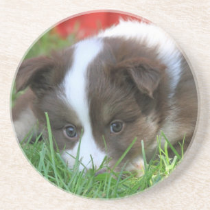 Islandhund Zandsteen Onderzetter