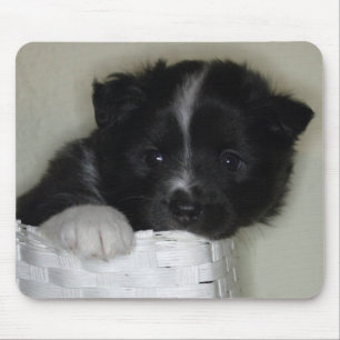 Islandhundewelpe Muismat