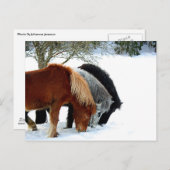 Islands Hästar - Häst Briefkaart (Voorkant / Achterkant)