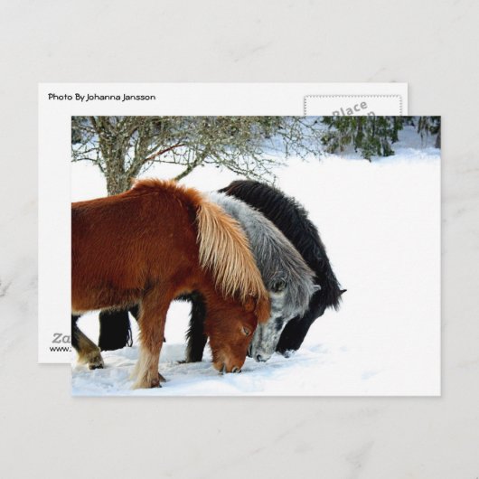 Islands Hästar - Häst Briefkaart (Voorkant / Achterkant)