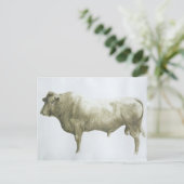 Islay Bull 2004 Briefkaart (Staand voorkant)