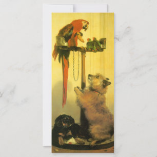 Islay, Tilco, a Macaw en Tortelduifjes van Landsee