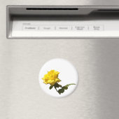 Isolate gele roos magneet (Insitu (Vaatwasser))