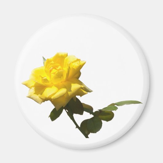 Isolate gele roos magneet (Voorkant)