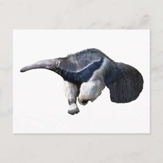 Isolate reuzenanteater die loopt briefkaart (Voorkant)