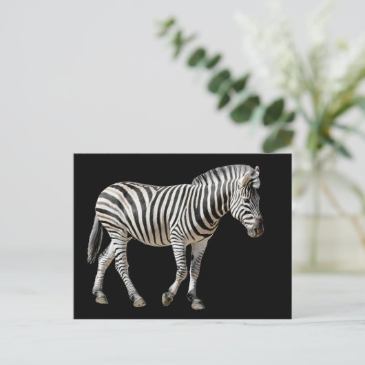 Isolated Burchell Zebra Briefkaart (Staand voorkant)