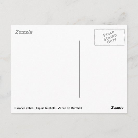 Isolated Burchell Zebra Briefkaart (Achterkant)
