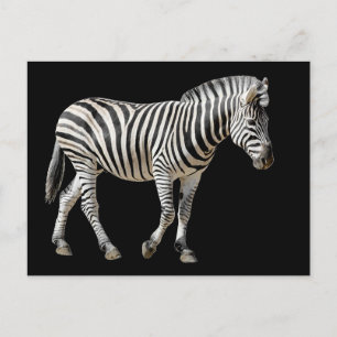 Isolated Burchell Zebra Briefkaart