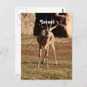 Israëlische Gazelle Briefkaart (Voorkant / Achterkant)