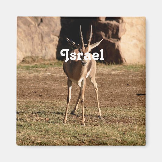 Israëlische Gazelle Magneet (Voorkant)