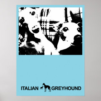 Italiaans Greyhound Blue Poster