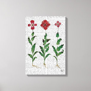 Italiaanse anjer 1 canvas afdruk