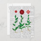 Italiaanse anjer 2 briefkaart (Voorkant / Achterkant)