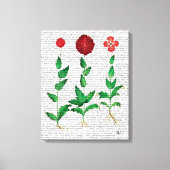 Italiaanse anjer 2 canvas afdruk (Voorkant)