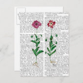 Italiaanse anjer 3 briefkaart (Voorkant / Achterkant)