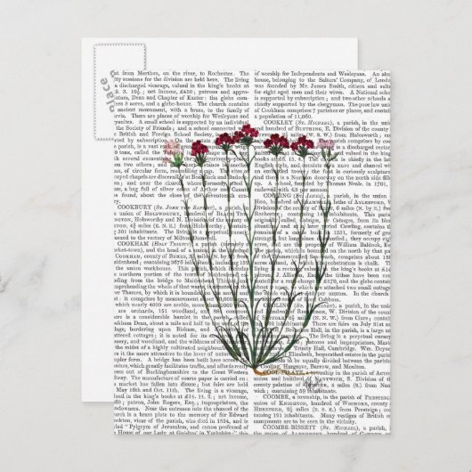 Italiaanse anjer 4 briefkaart (Voorkant / Achterkant)