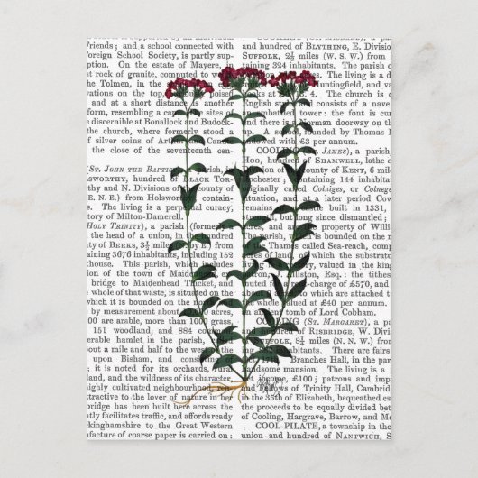 Italiaanse anjer 6 briefkaart (Voorkant)